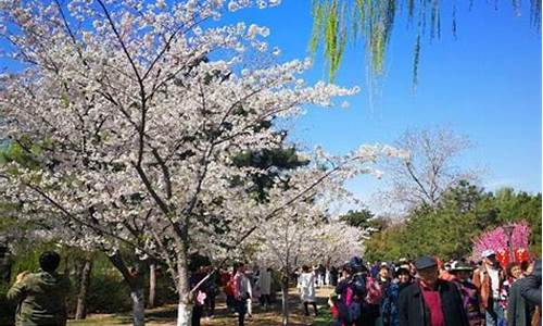 清明节适合去哪里玩_清明节适合去哪里玩最合适